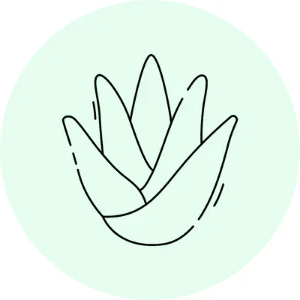 Aloe vera icon